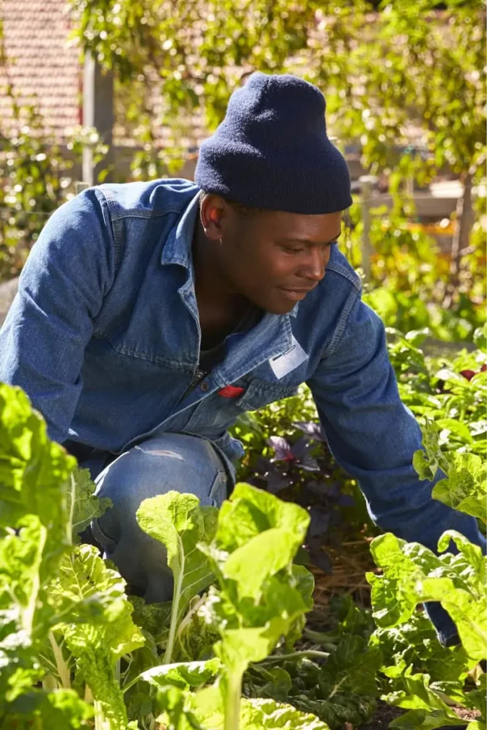 A community garden